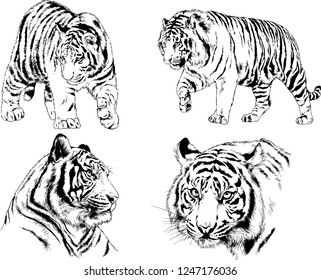 set of vector drawings on the theme of predators tigers are drawn by hand with ink tattoo logos
