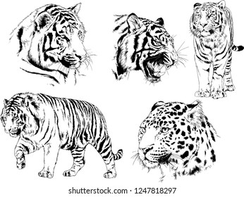 set of vector drawings on the theme of predators tigers are drawn by hand with ink tattoo logos