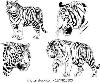 set of vector drawings on the theme of predators tigers are drawn by hand with ink tattoo logos