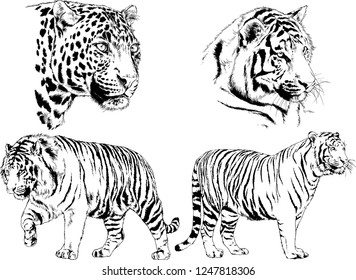 set of vector drawings on the theme of predators tigers are drawn by hand with ink tattoo logos