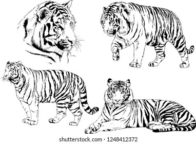 set of vector drawings on the theme of predators tigers are drawn by hand with ink tattoo logos