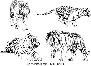set of vector drawings on the theme of predators tigers are drawn by hand with ink tattoo logos