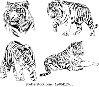 set of vector drawings on the theme of predators tigers are drawn by hand with ink tattoo logos