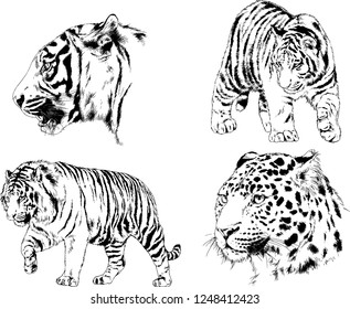 set of vector drawings on the theme of predators tigers are drawn by hand with ink tattoo logos