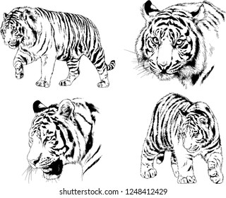 set of vector drawings on the theme of predators tigers are drawn by hand with ink tattoo logos
