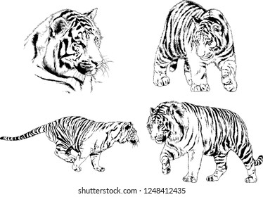 set of vector drawings on the theme of predators tigers are drawn by hand with ink tattoo logos