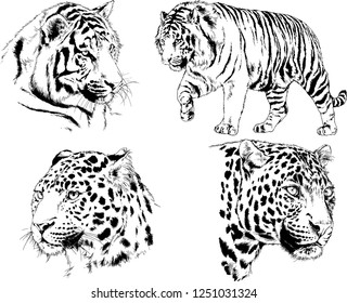 set of vector drawings on the theme of predators tigers are drawn by hand with ink tattoo logos
