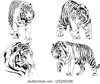 set of vector drawings on the theme of predators tigers are drawn by hand with ink tattoo logos