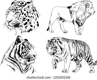 set of vector drawings on the theme of predators tigers are drawn by hand with ink tattoo logos