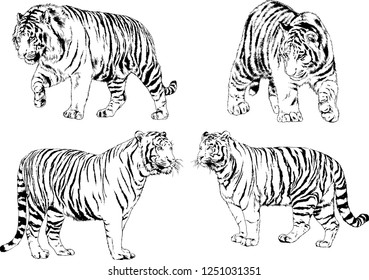 set of vector drawings on the theme of predators tigers are drawn by hand with ink tattoo logos