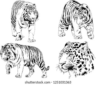 set of vector drawings on the theme of predators tigers are drawn by hand with ink tattoo logos