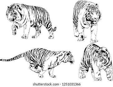 set of vector drawings on the theme of predators tigers are drawn by hand with ink tattoo logos