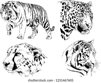 set of vector drawings on the theme of predators tigers are drawn by hand with ink tattoo logos