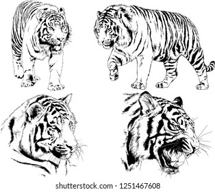 set of vector drawings on the theme of predators tigers are drawn by hand with ink tattoo logos