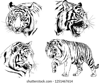 set of vector drawings on the theme of predators tigers are drawn by hand with ink tattoo logos