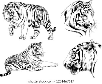 set of vector drawings on the theme of predators tigers are drawn by hand with ink tattoo logos