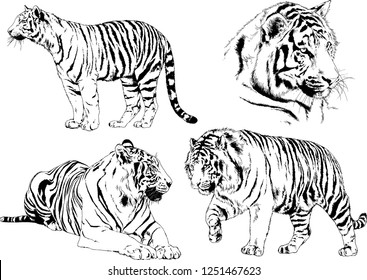 set of vector drawings on the theme of predators tigers are drawn by hand with ink tattoo logos