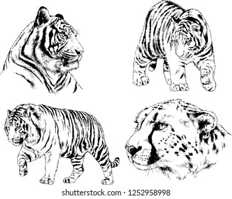 set of vector drawings on the theme of predators tigers are drawn by hand with ink tattoo logos