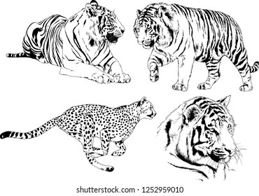 set of vector drawings on the theme of predators tigers are drawn by hand with ink tattoo logos