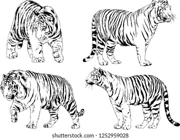 set of vector drawings on the theme of predators tigers are drawn by hand with ink tattoo logos