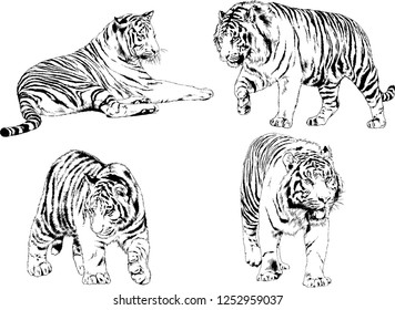 set of vector drawings on the theme of predators tigers are drawn by hand with ink tattoo logos