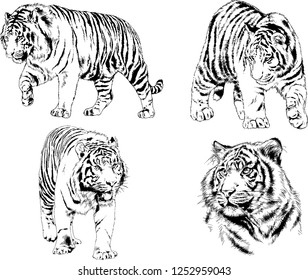 set of vector drawings on the theme of predators tigers are drawn by hand with ink tattoo logos