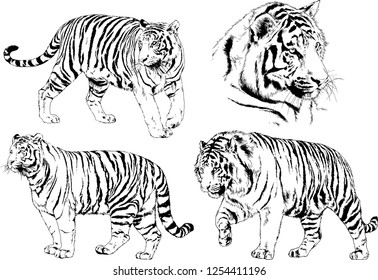 set of vector drawings on the theme of predators tigers are drawn by hand with ink tattoo logos