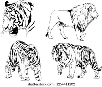 set of vector drawings on the theme of predators tigers are drawn by hand with ink tattoo logos