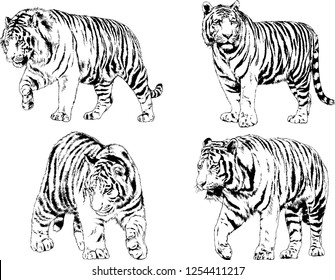 set of vector drawings on the theme of predators tigers are drawn by hand with ink tattoo logos