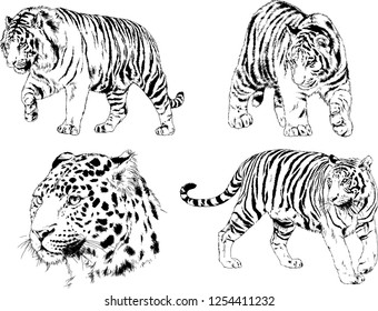 set of vector drawings on the theme of predators tigers are drawn by hand with ink tattoo logos