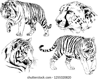 set of vector drawings on the theme of predators tigers are drawn by hand with ink tattoo logos