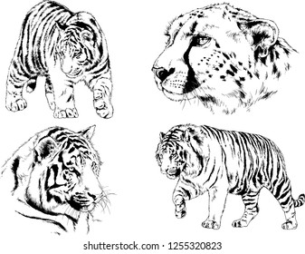 set of vector drawings on the theme of predators tigers are drawn by hand with ink tattoo logos