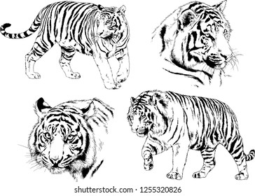 set of vector drawings on the theme of predators tigers are drawn by hand with ink tattoo logos