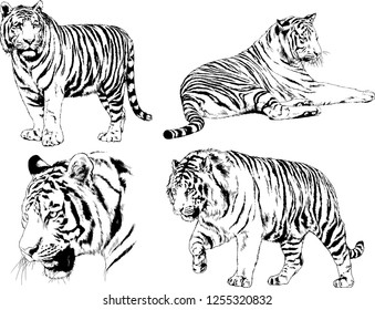 set of vector drawings on the theme of predators tigers are drawn by hand with ink tattoo logos