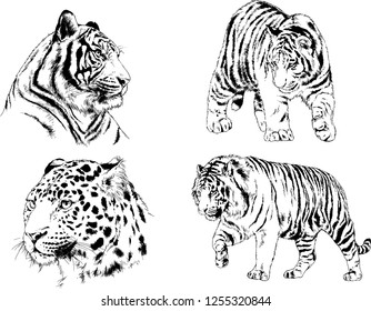 set of vector drawings on the theme of predators tigers are drawn by hand with ink tattoo logos