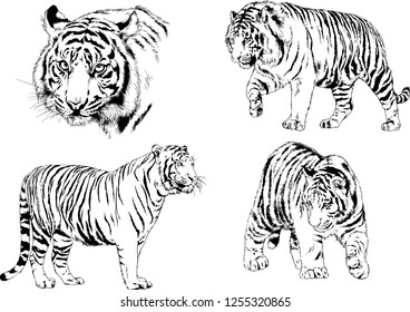 set of vector drawings on the theme of predators tigers are drawn by hand with ink tattoo logos