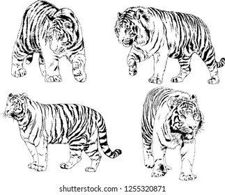 set of vector drawings on the theme of predators tigers are drawn by hand with ink tattoo logos