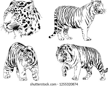 set of vector drawings on the theme of predators tigers are drawn by hand with ink tattoo logos