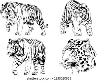 set of vector drawings on the theme of predators tigers are drawn by hand with ink tattoo logos