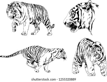 set of vector drawings on the theme of predators tigers are drawn by hand with ink tattoo logos