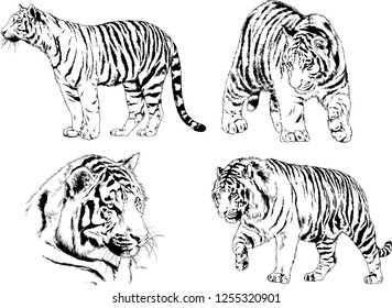 set of vector drawings on the theme of predators tigers are drawn by hand with ink tattoo logos