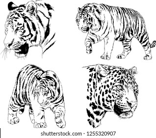 set of vector drawings on the theme of predators tigers are drawn by hand with ink tattoo logos