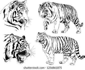 set of vector drawings on the theme of predators tigers are drawn by hand with ink tattoo logos