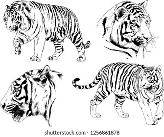 set of vector drawings on the theme of predators tigers are drawn by hand with ink tattoo logos