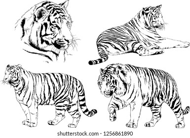 set of vector drawings on the theme of predators tigers are drawn by hand with ink tattoo logos