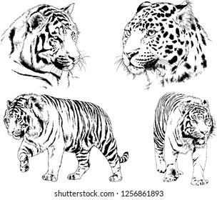 set of vector drawings on the theme of predators tigers are drawn by hand with ink tattoo logos