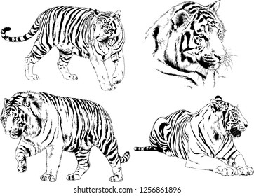 set of vector drawings on the theme of predators tigers are drawn by hand with ink tattoo logos
