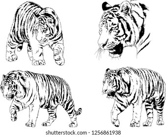 set of vector drawings on the theme of predators tigers are drawn by hand with ink tattoo logos