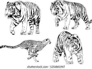 set of vector drawings on the theme of predators tigers are drawn by hand with ink tattoo logos