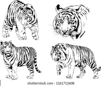 set of vector drawings on the theme of predators tigers are drawn by hand with ink tattoo logos